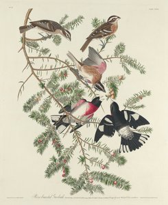 Ruusurintainen kyyhkynen, 1832